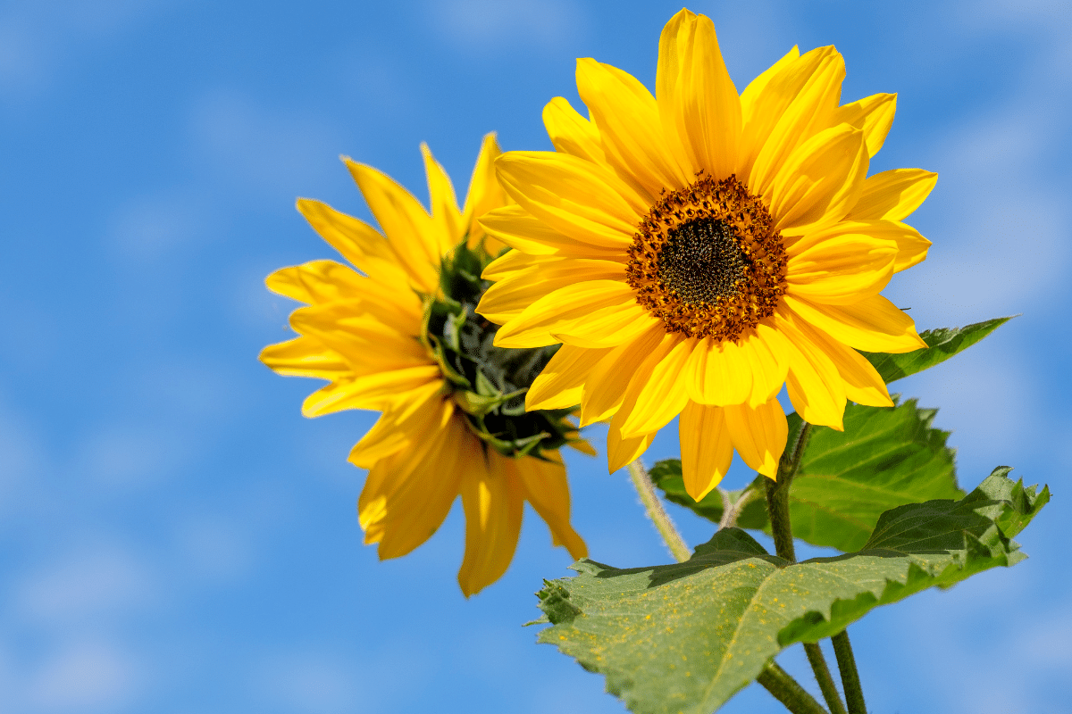 Comment je fais tenir debout mes tournesols sans tuteur ni ficelle (et sans qu’ils cassent au vent)