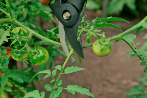 L’art de la taille pour booster la production