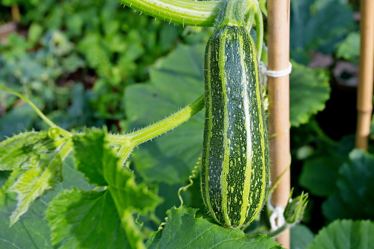 Pourquoi vos plants de courgettes attirent les pucerons… et comment inverser la tendance