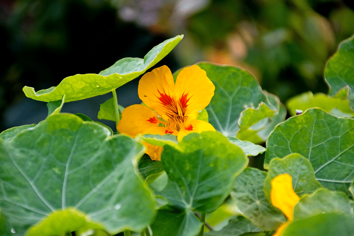 Cette fleur comestible booste la croissance des carottes plantée juste à côté