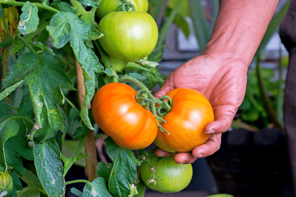 Ce jardinier pro n’arrose plus ses tomates… et elles sont deux fois plus sucrées