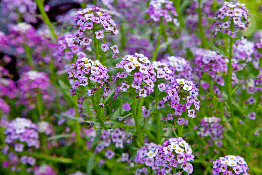 Cette annuelle oubliée refleurit toute seule depuis 3 ans dans mon potager… sans semis