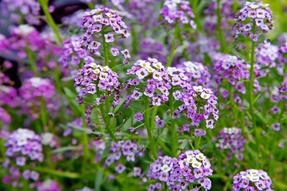 Cette annuelle oubliée refleurit toute seule depuis 3 ans dans mon potager… sans semis