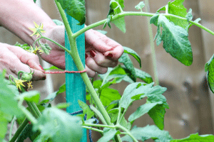 Le tuteurage et la taille