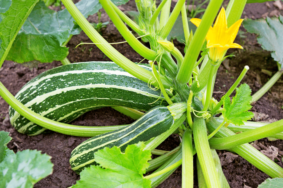 Ce fertilisant 100 % naturel utilisé par mon frère booste les courgettes comme jamais