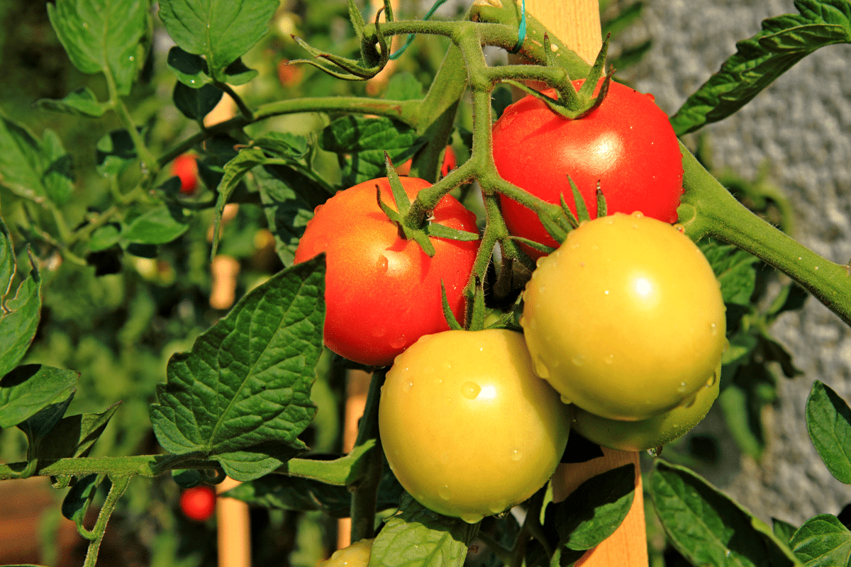 Beaucoup font cette erreur d’arrosage : c’est pour ça que leurs tomates jaunissent dès juillet