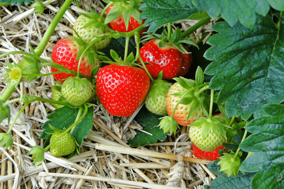 Ce paillage qu’on ignore toujours en jardinerie a sauvé mes fraisiers de l’été brûlant