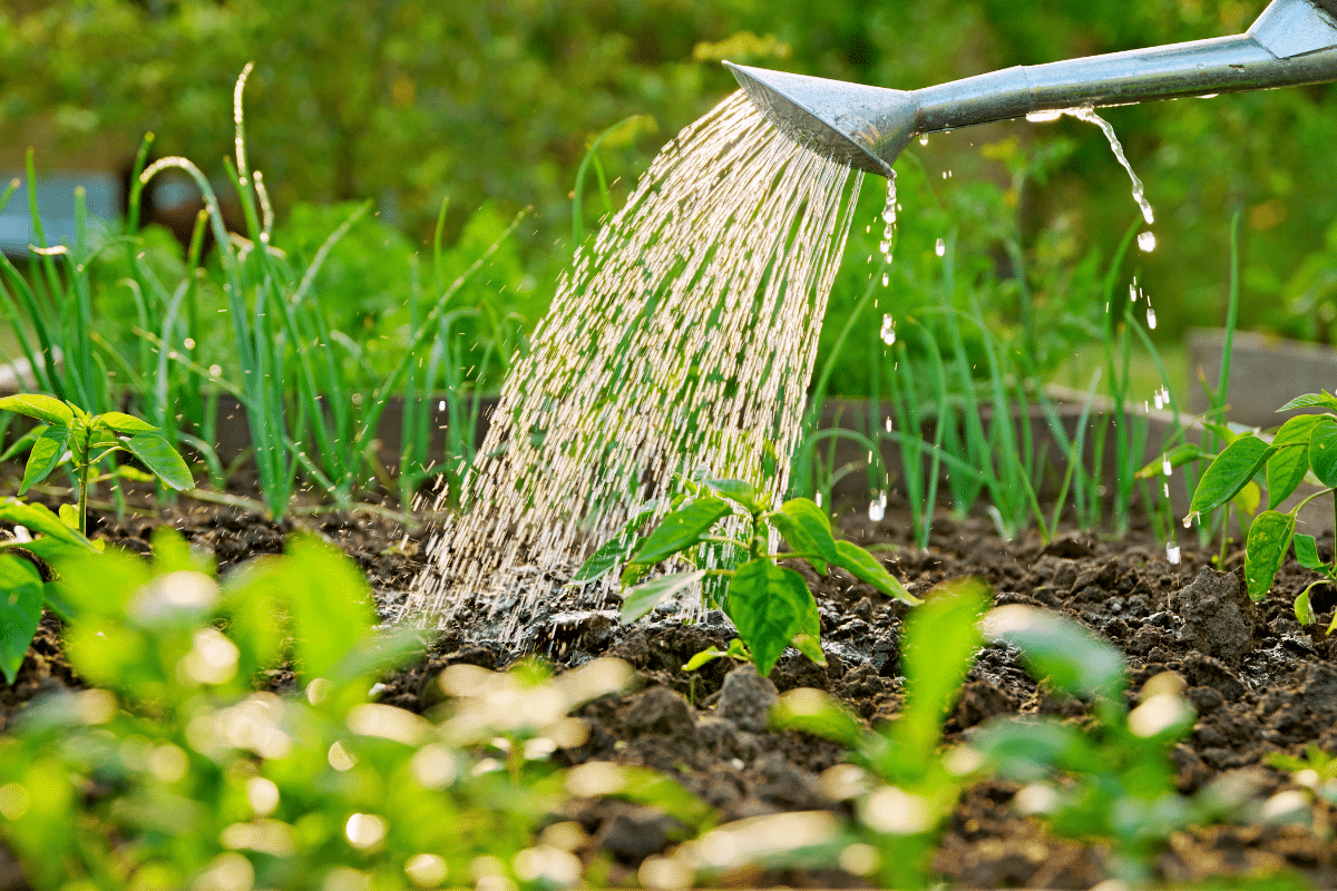 Pourquoi beaucoup de potagers ratent à cause de… trop d’amour
